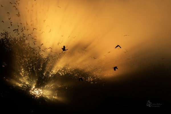 cristina-abilleira-aves