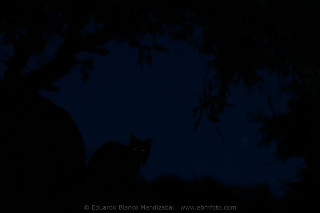 edu-blanco-lince-premioGDT
