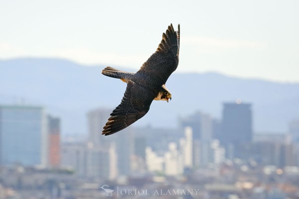 halcon-peregrino-alamany