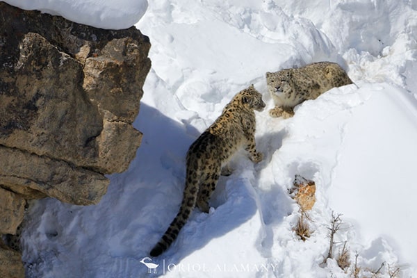 leopardo-nieves-alamany